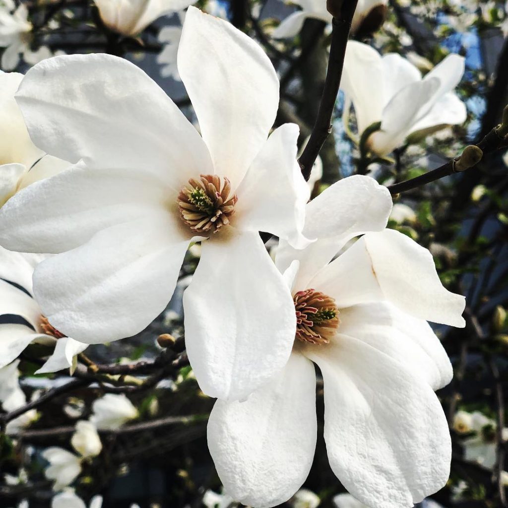 Two white magnolias