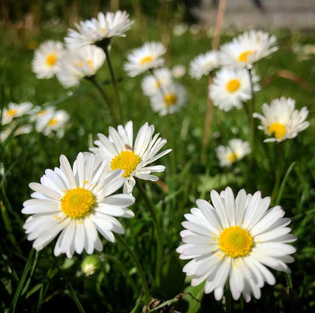 White daisies