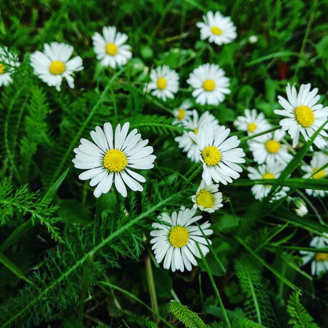 some-idioms-to-push-up-the-daisies