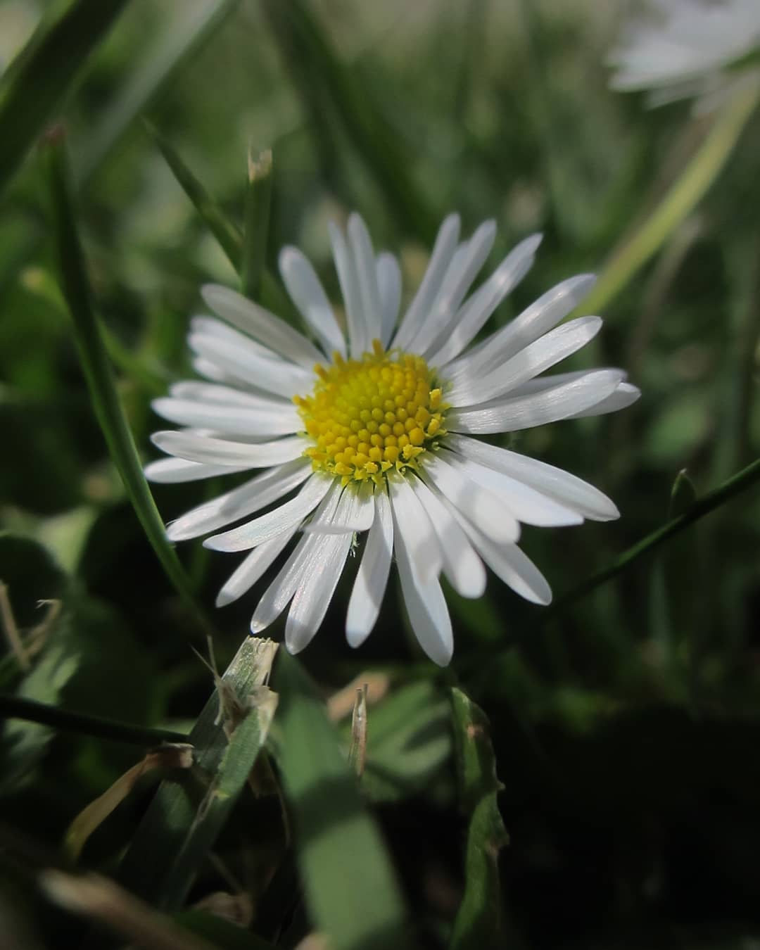 White daisy