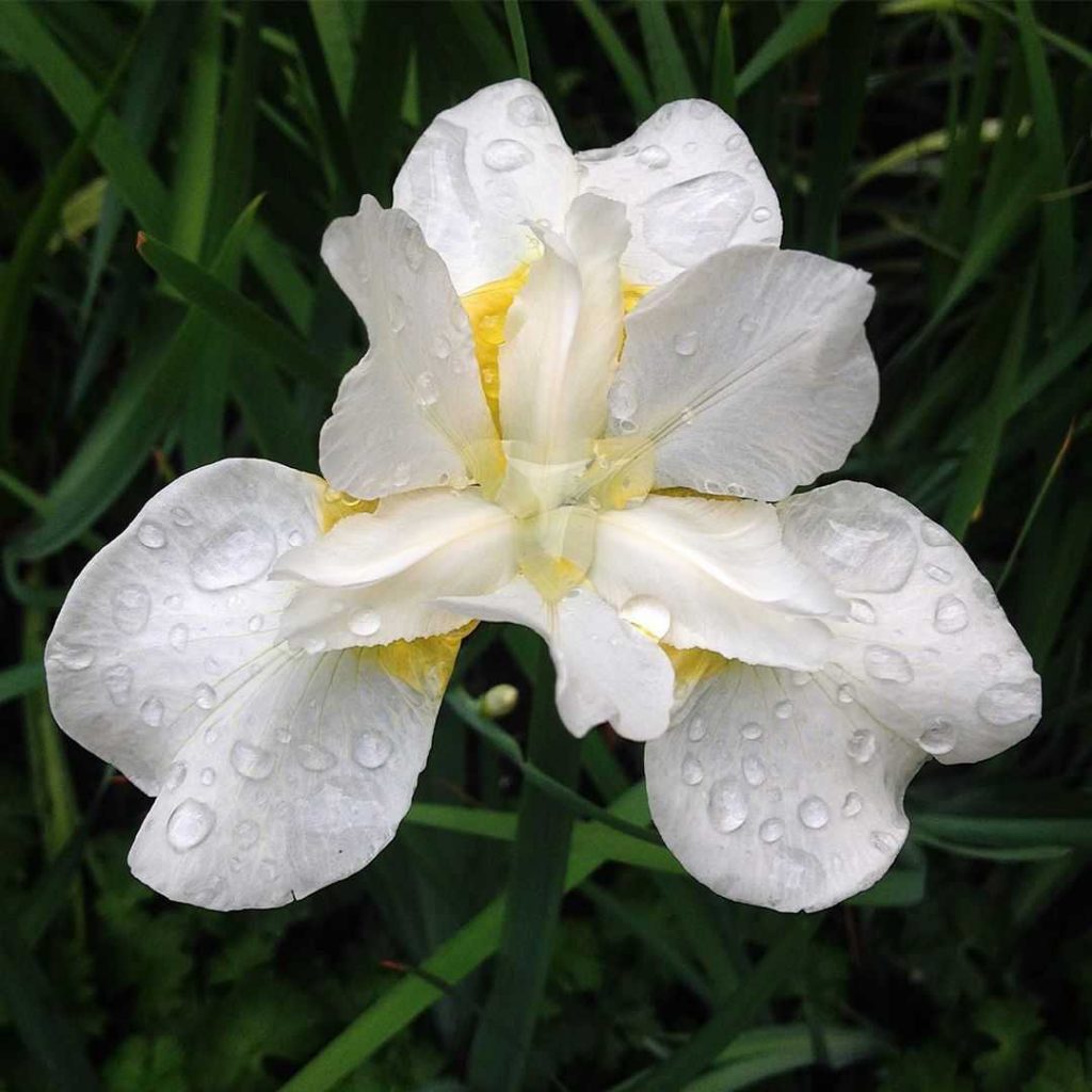 White iris meaning