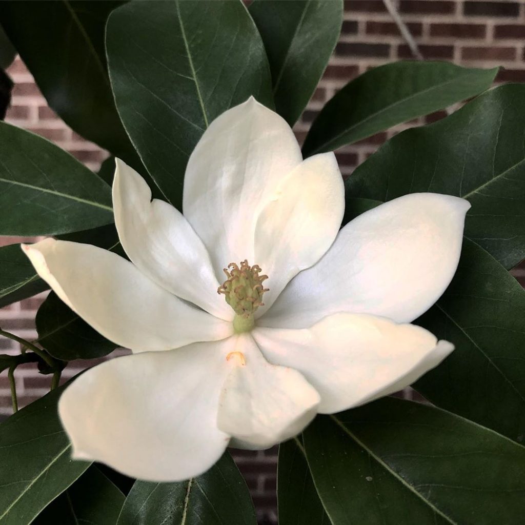 White magnolia flower meaning