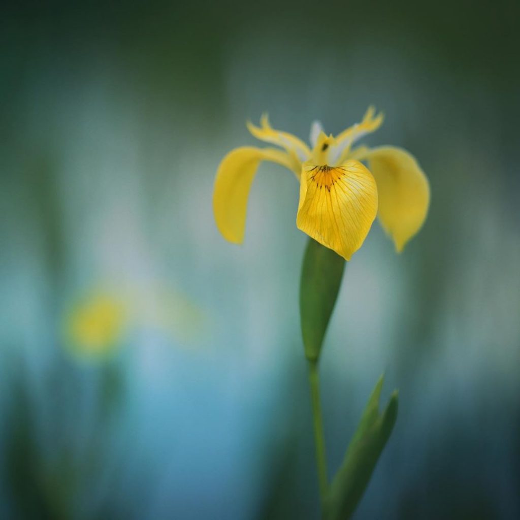 Yellow flag iris