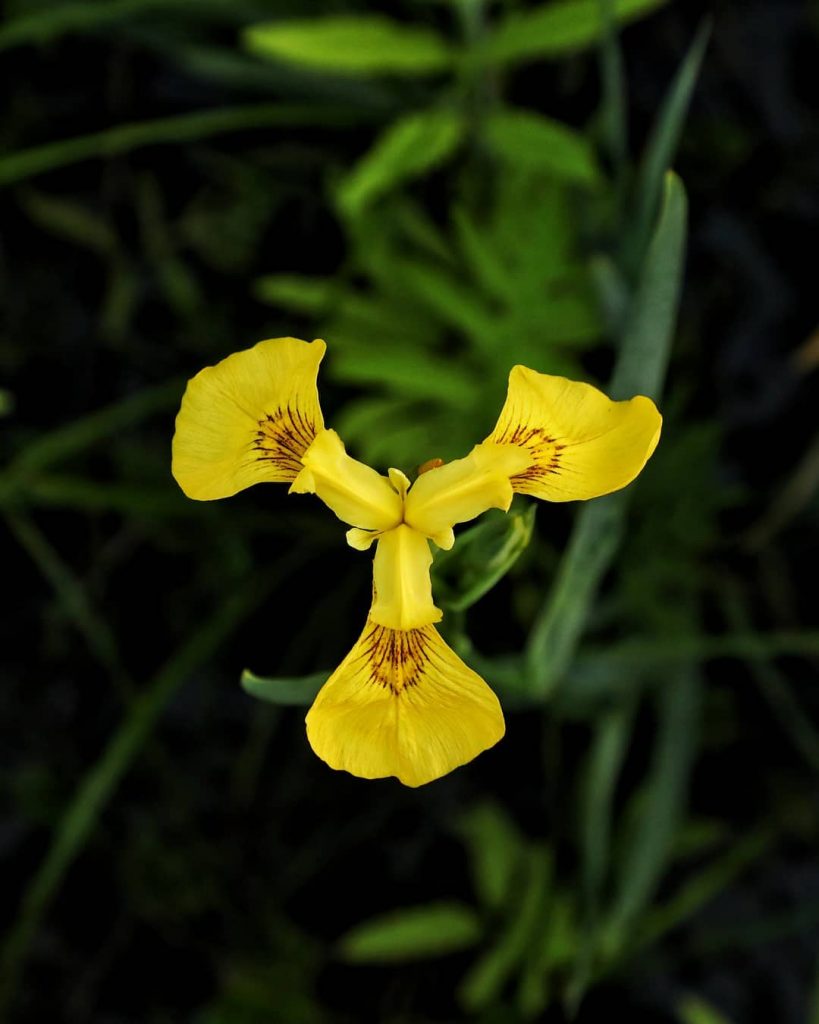 Yellow iris