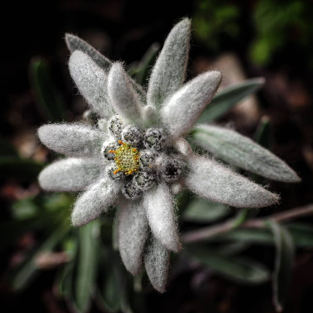 Edelweiss Meaning What Is The History Behind The Flower Of Alps 