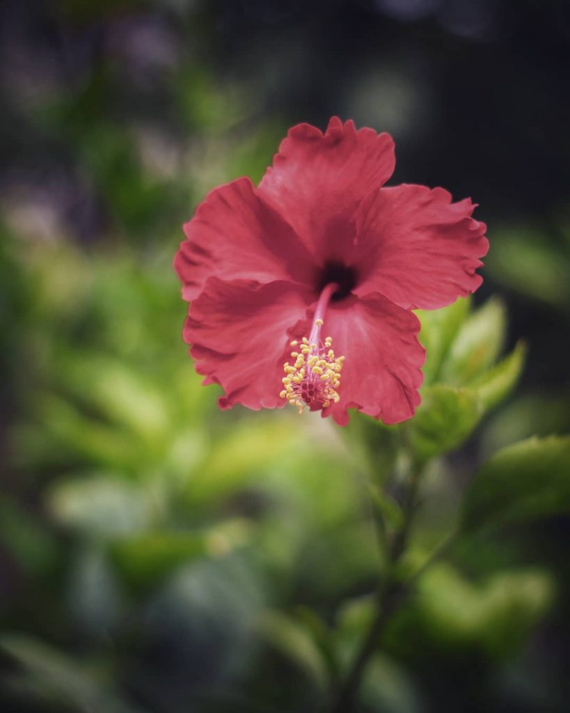 Beautiful hibiscus flower