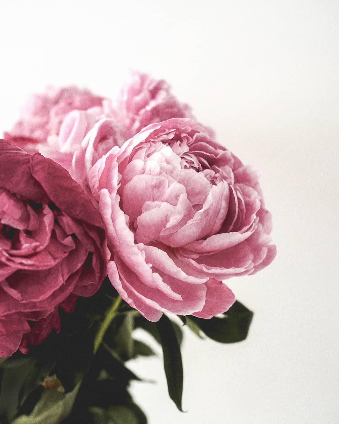 Peony flower meaning, history, and other interesting facts