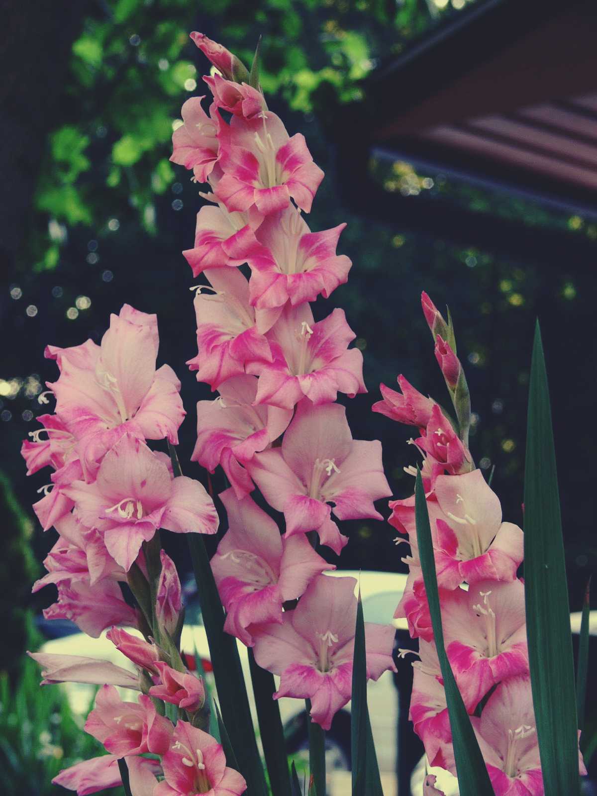 Beautiful pink gladiolus