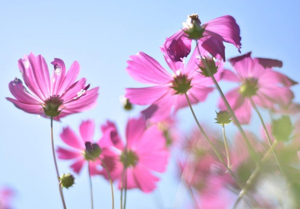 Cosmos Flower Meaning Find Out What This Plant Symbolizes