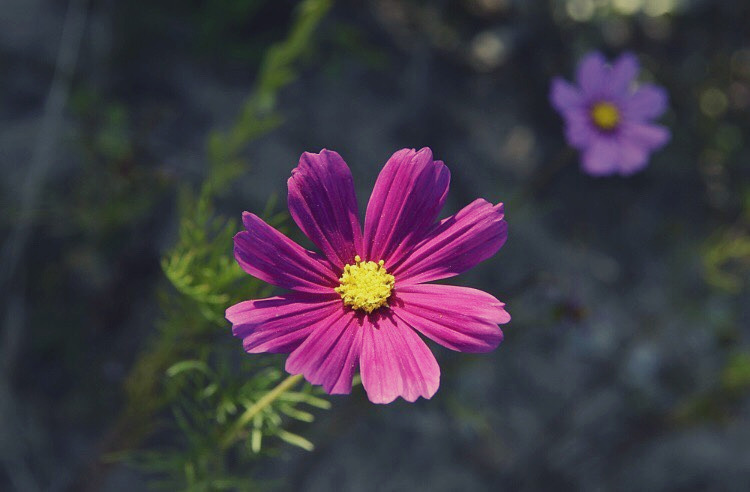 Cosmos flower