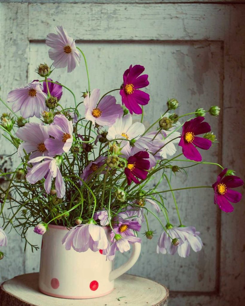 Cosmos flowers in a jug