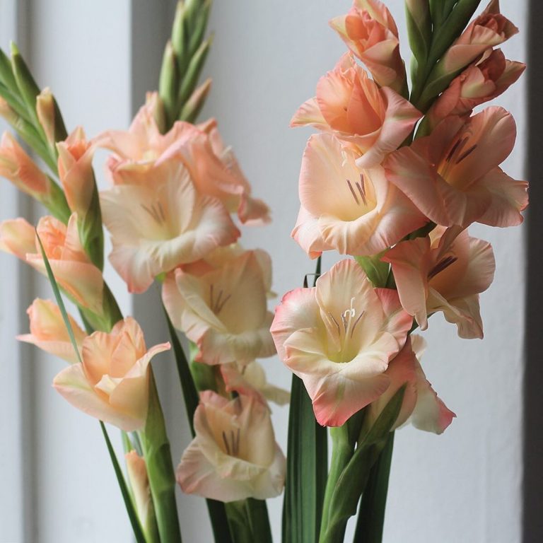 Gladiolus meaning find out more about the august birth flower