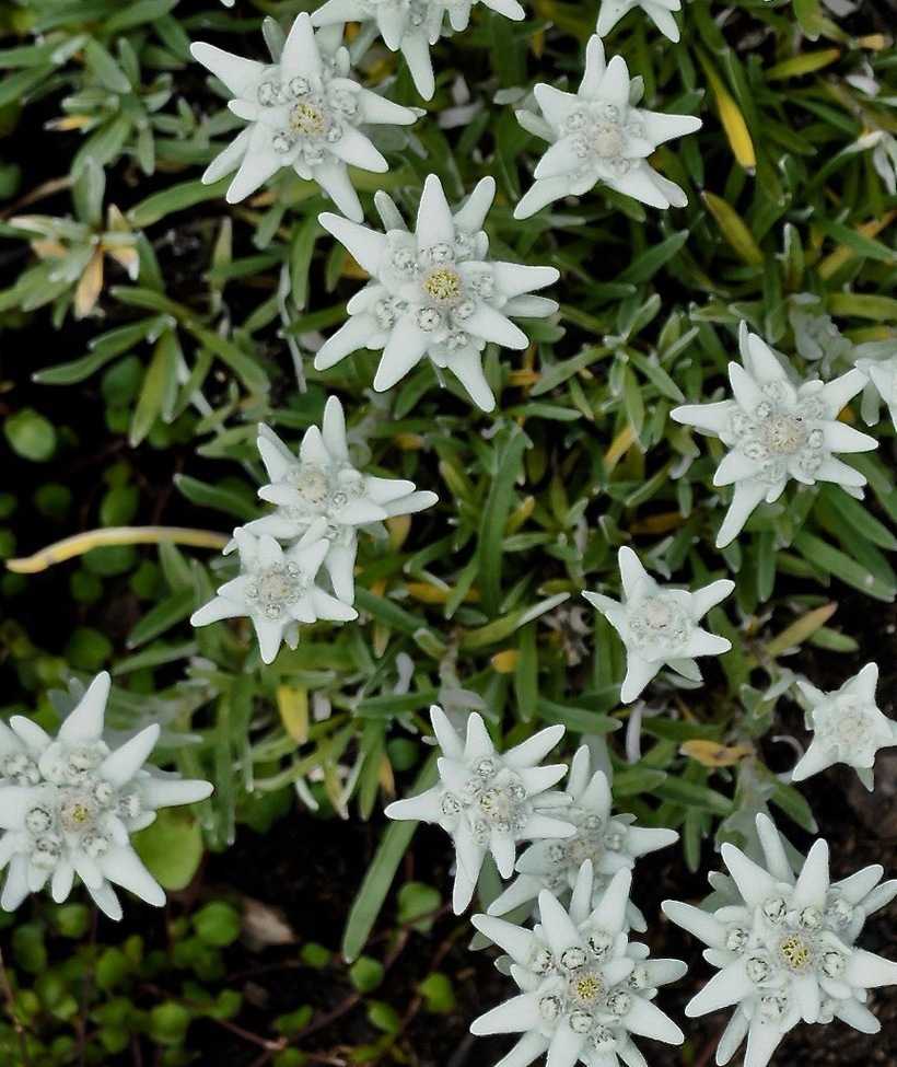 Edelweiss blomst betydning