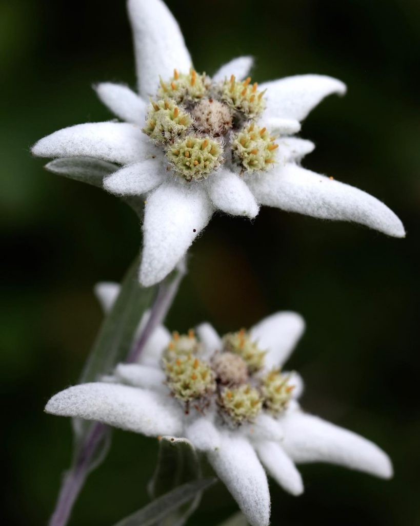 Edelweiss significato