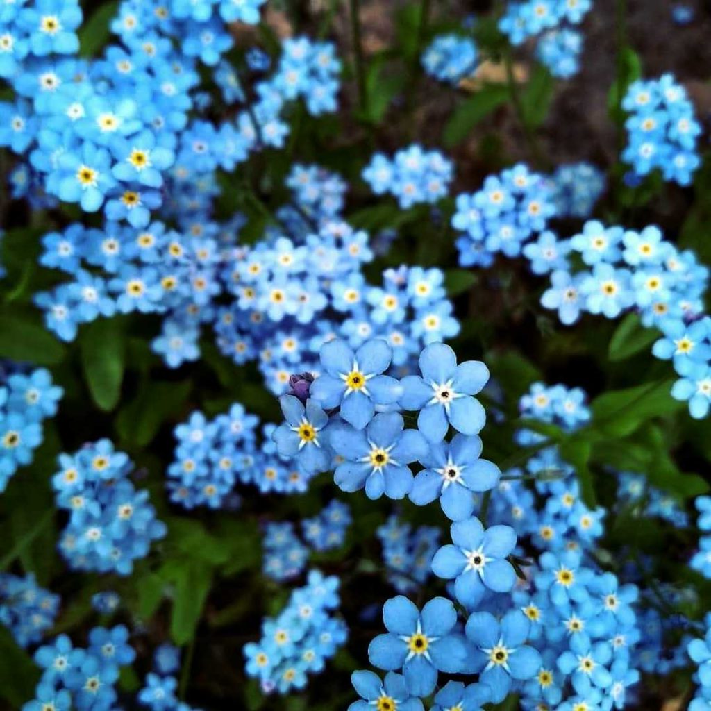 Forget me not cluster