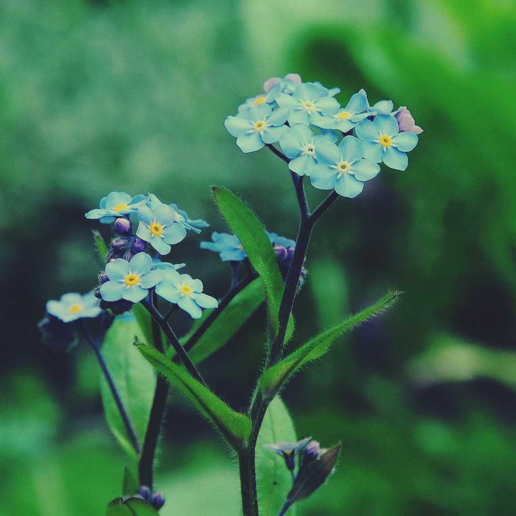 Forget me not flower meaning