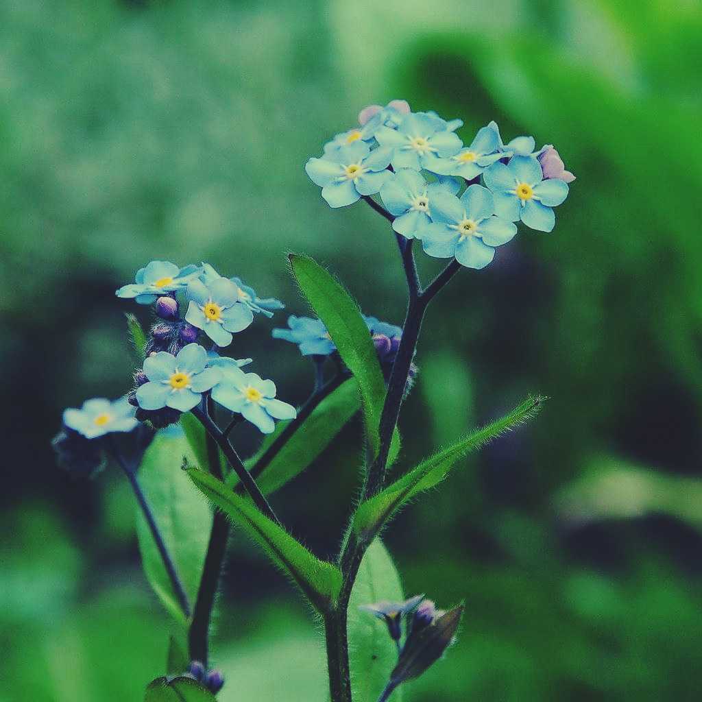 Forget-Me-Not Flowers: Their Meaning and Symbolism