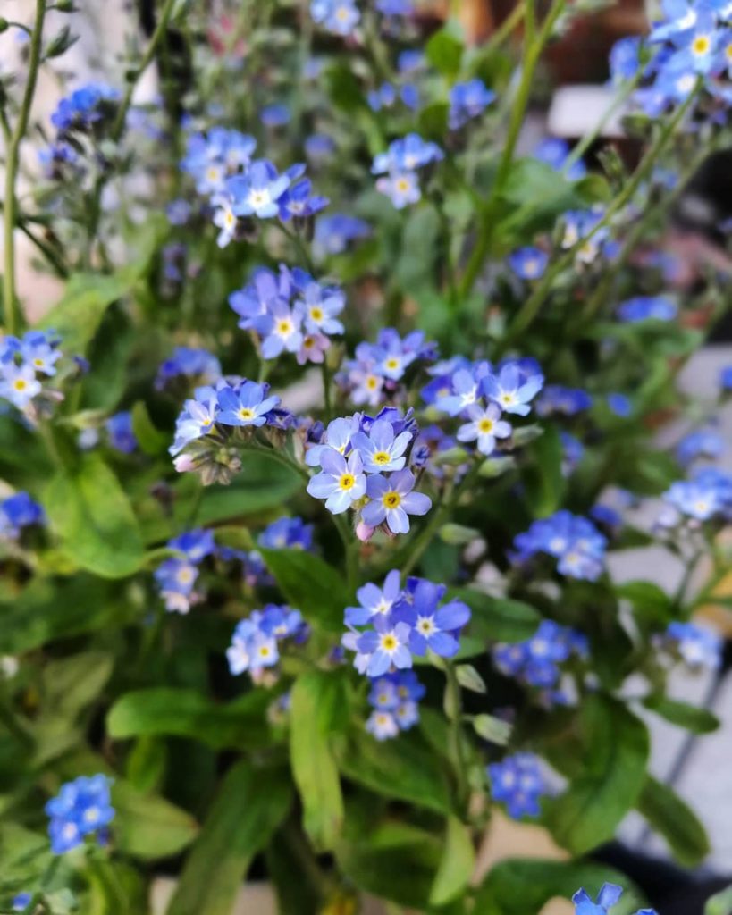 Forget me nots