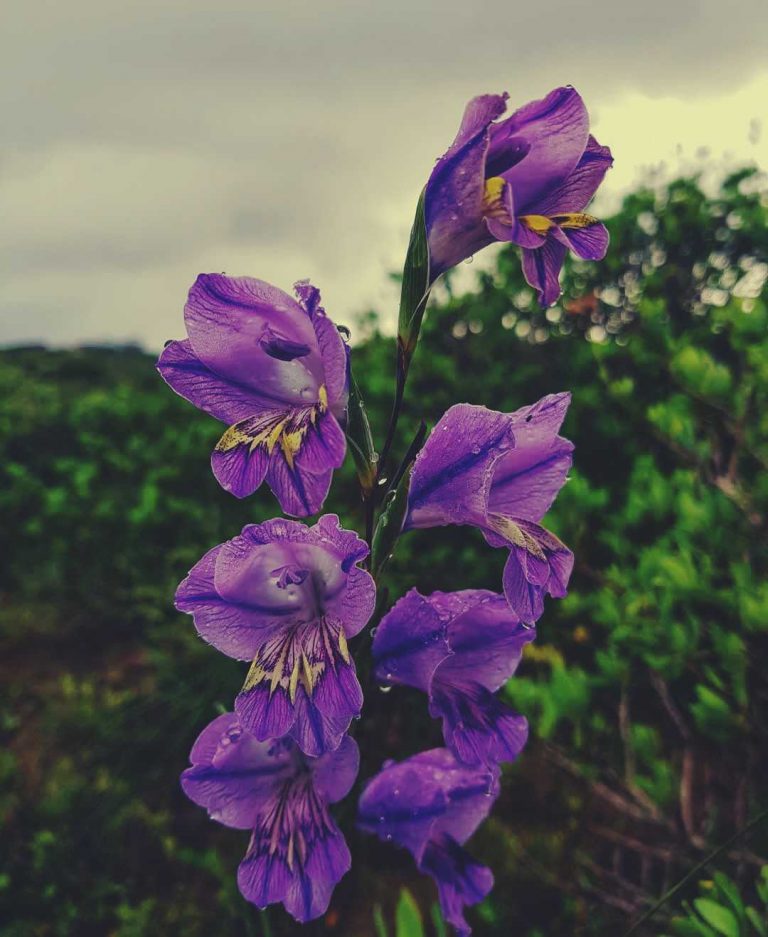 Gladiolus meaning. Find out more about the August birth flower