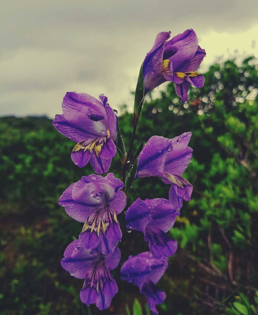 Gladiolus carinatus