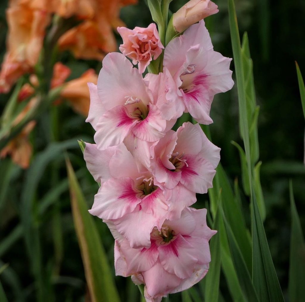 Gladiolus Meaning Find Out More About The August Birth Flower