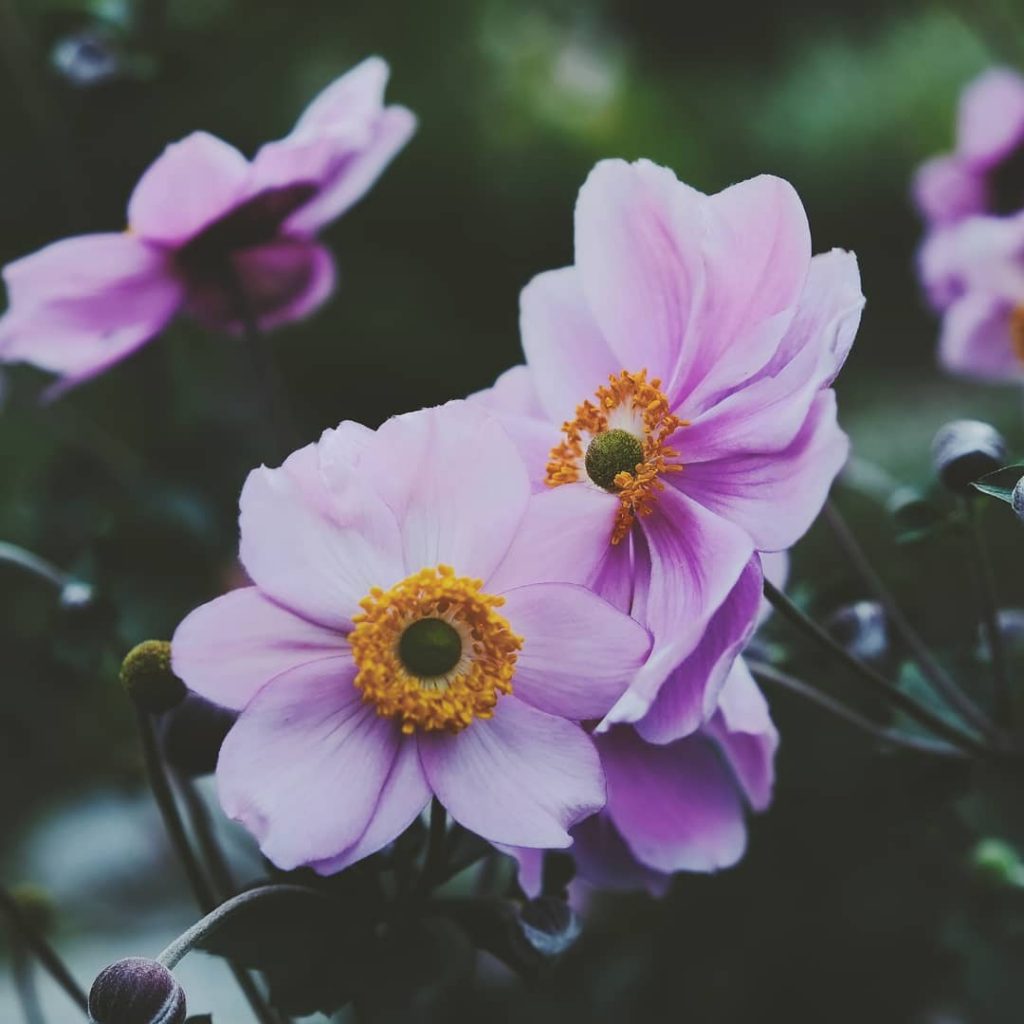 Gorgeous anemones