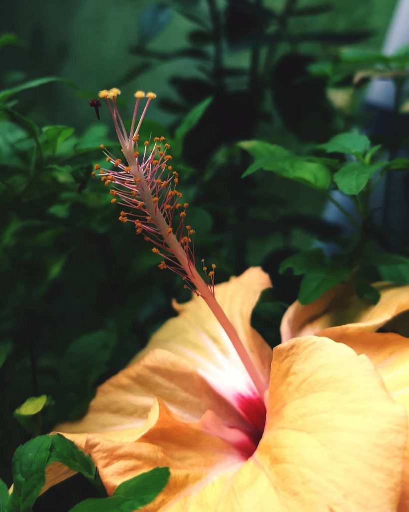 Gorgeous hibiscus