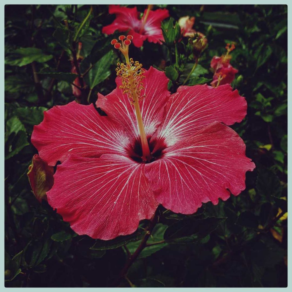 Hibiscus flower meaning