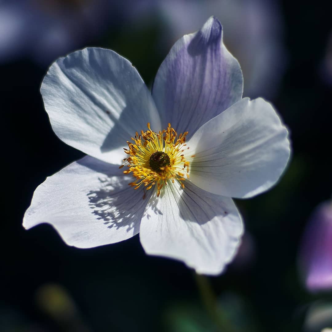 Japanese Anemone or the White Swan