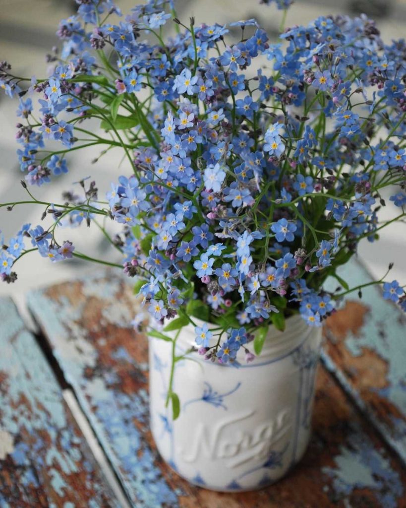 Myosotis bouquet in a vase