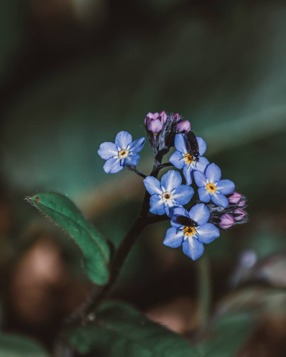 Forget Me Not - a symbol of eternal love and remembrance