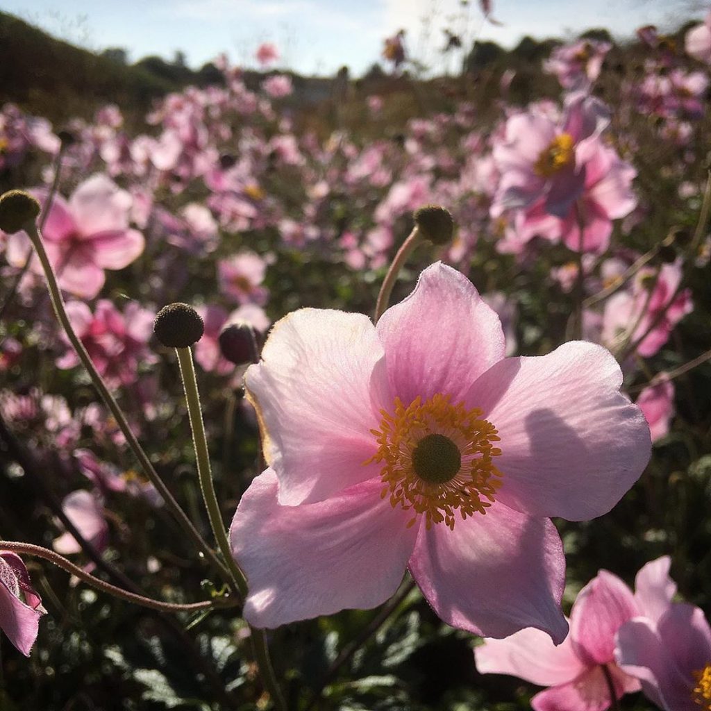 Red anemone flower meaning