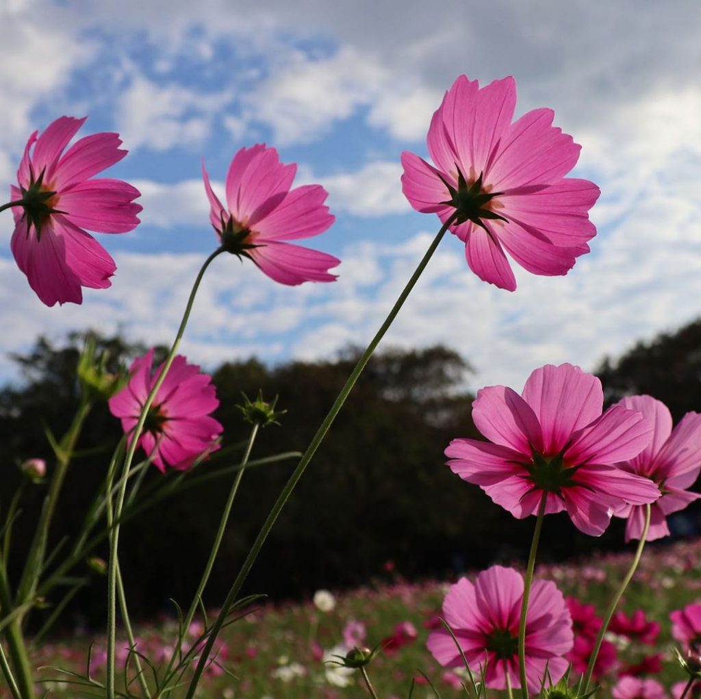 Pink cosmos flowers