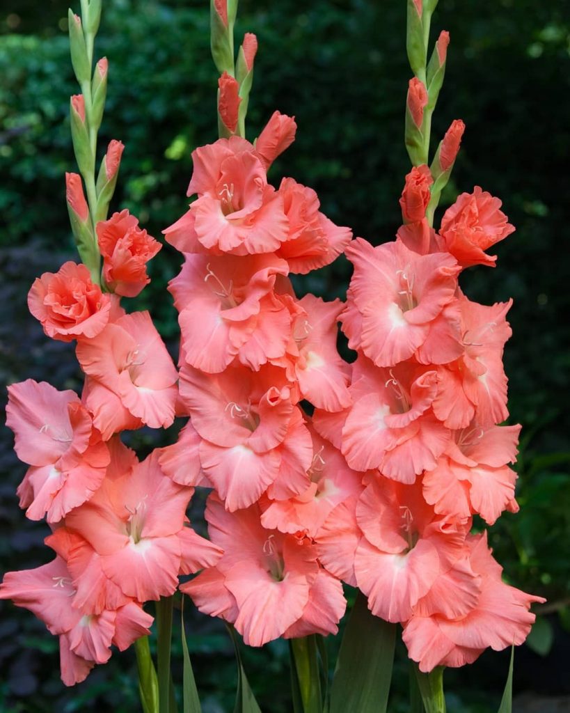 Pink gladiolus meaning