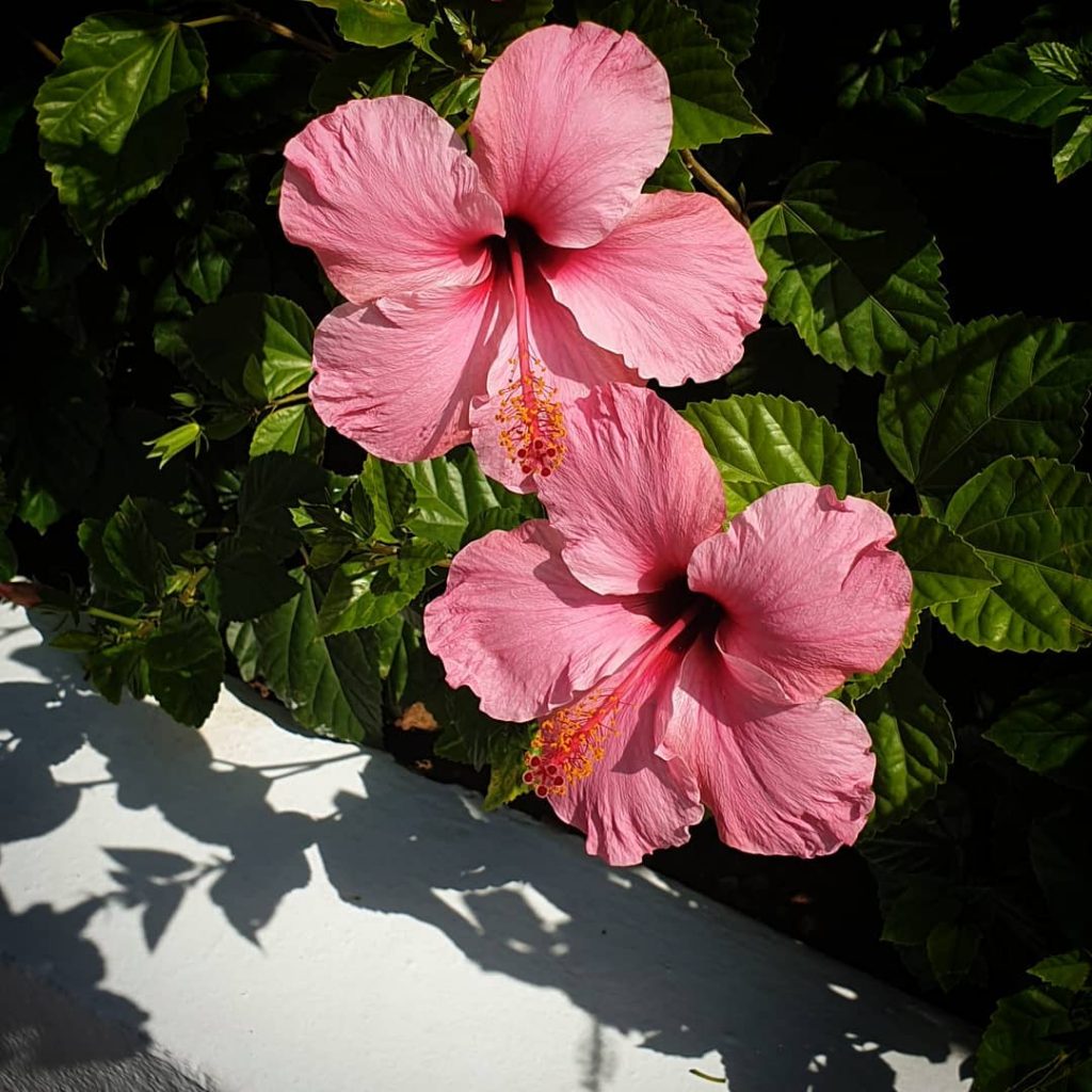 Pink hibiscus