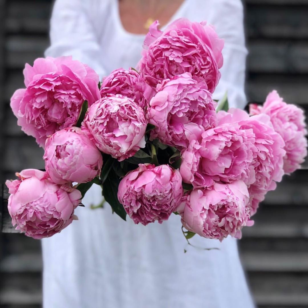 Red Peony Flower Meaning