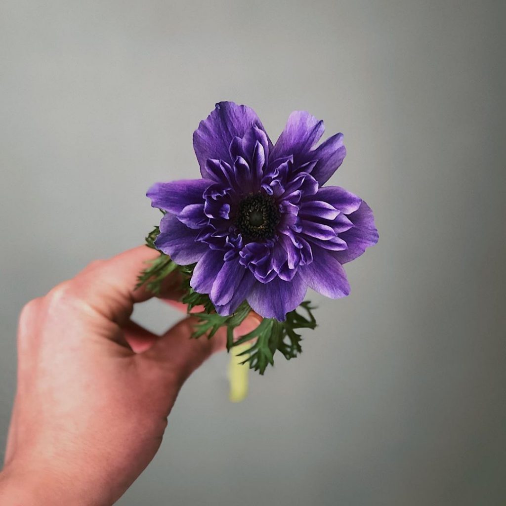 Purple anemone meaning