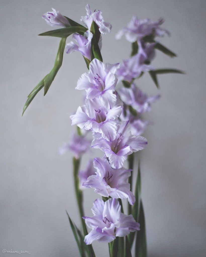 Purple gladiolus meaning