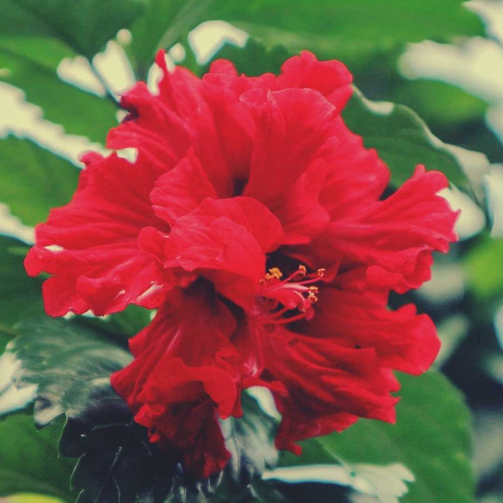 Red hibiscus