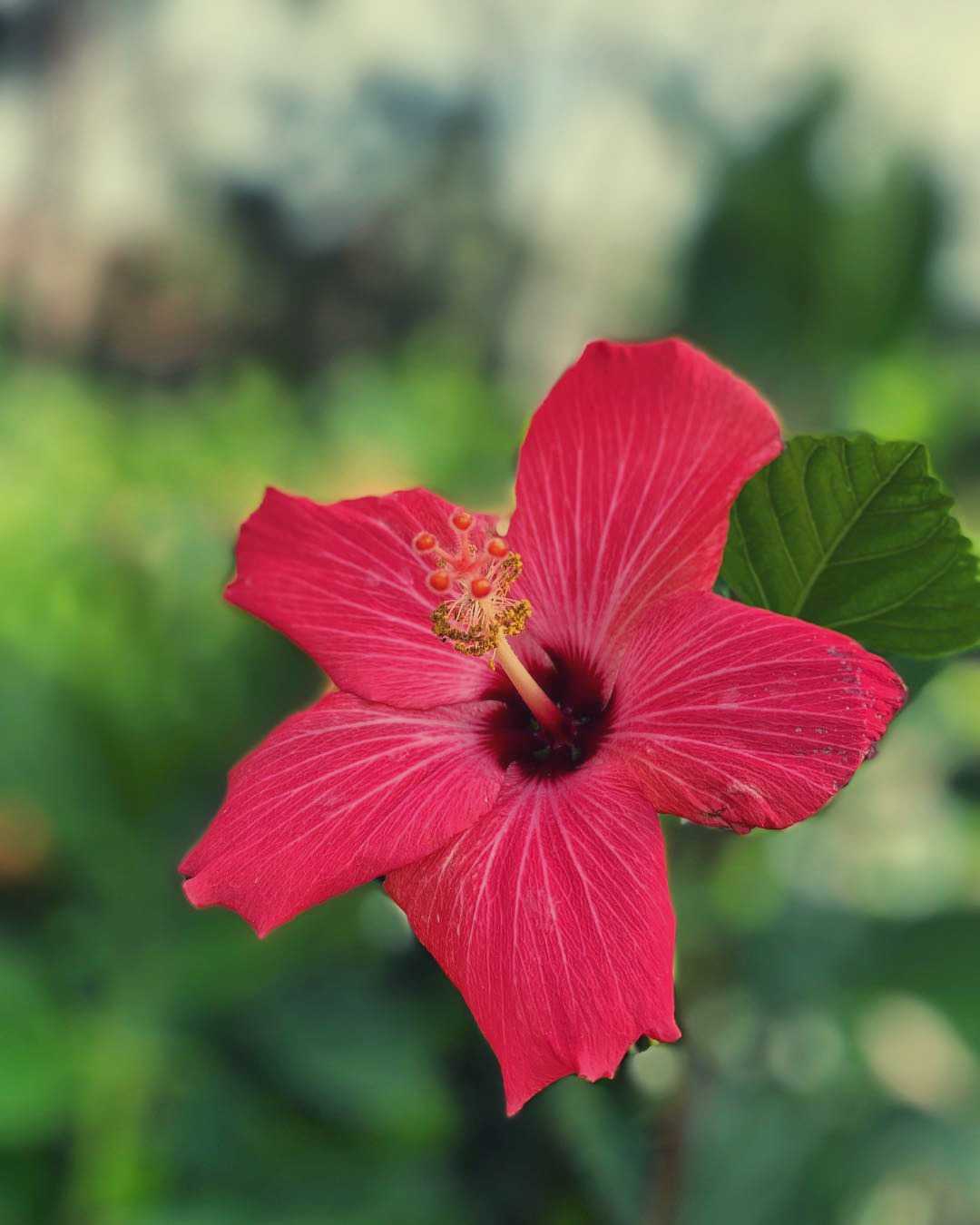 Red hibiscus meaning