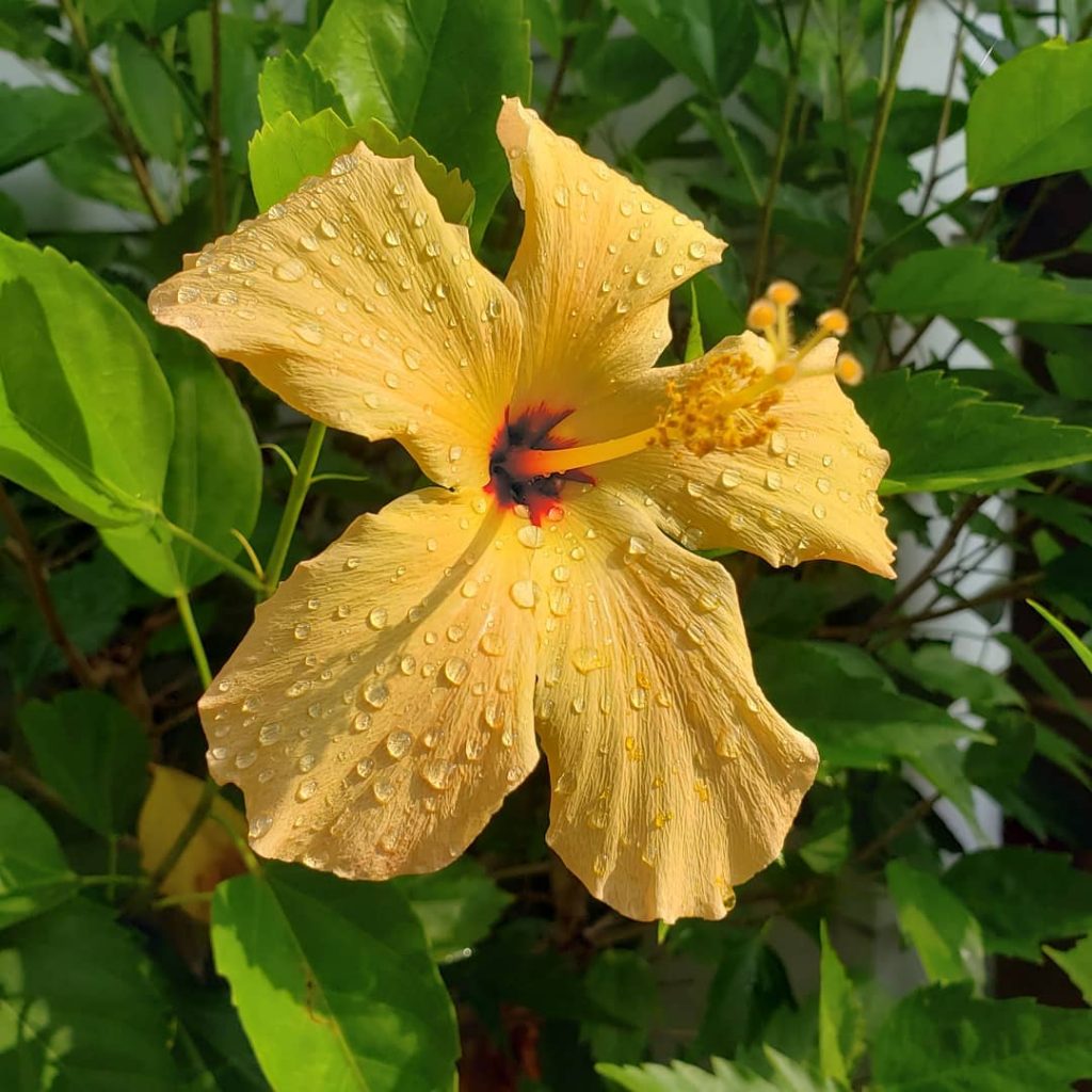 Yellow hibiscus