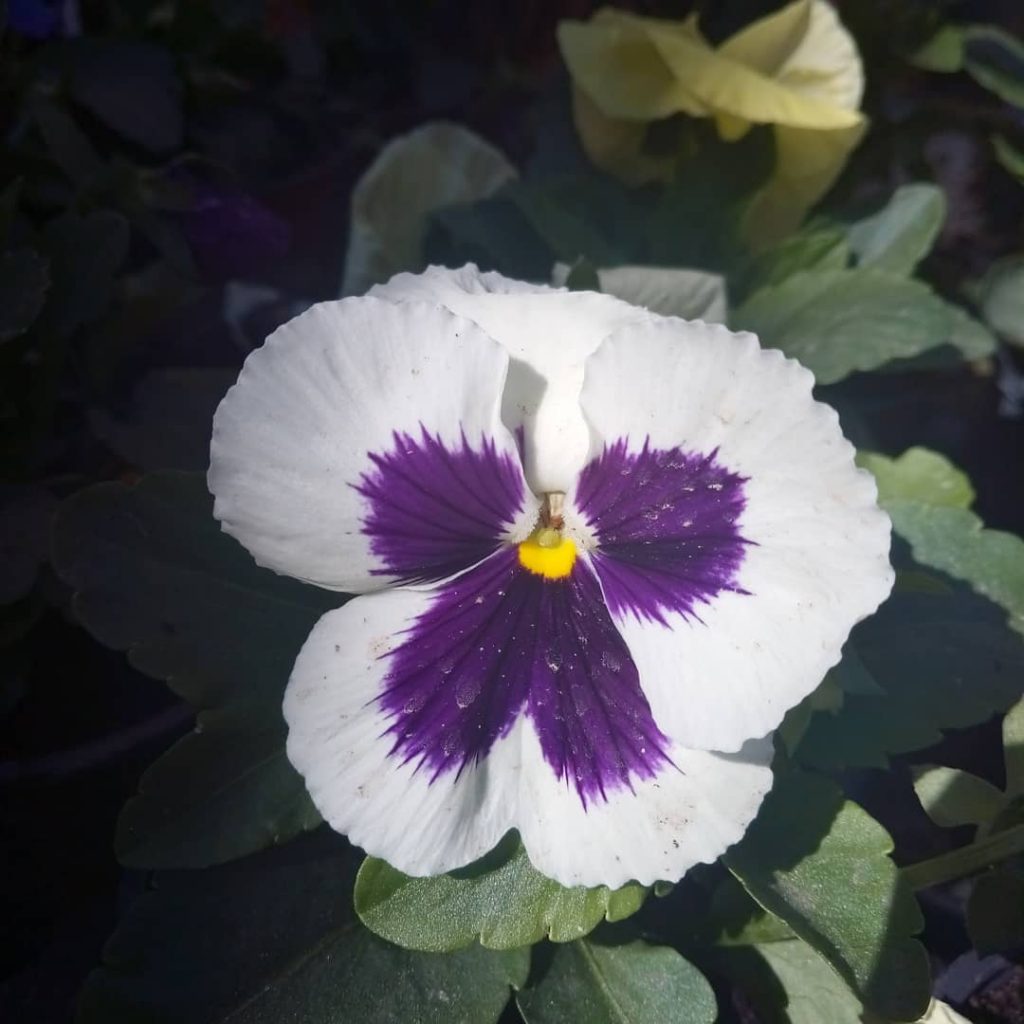 Beautiful heartsease