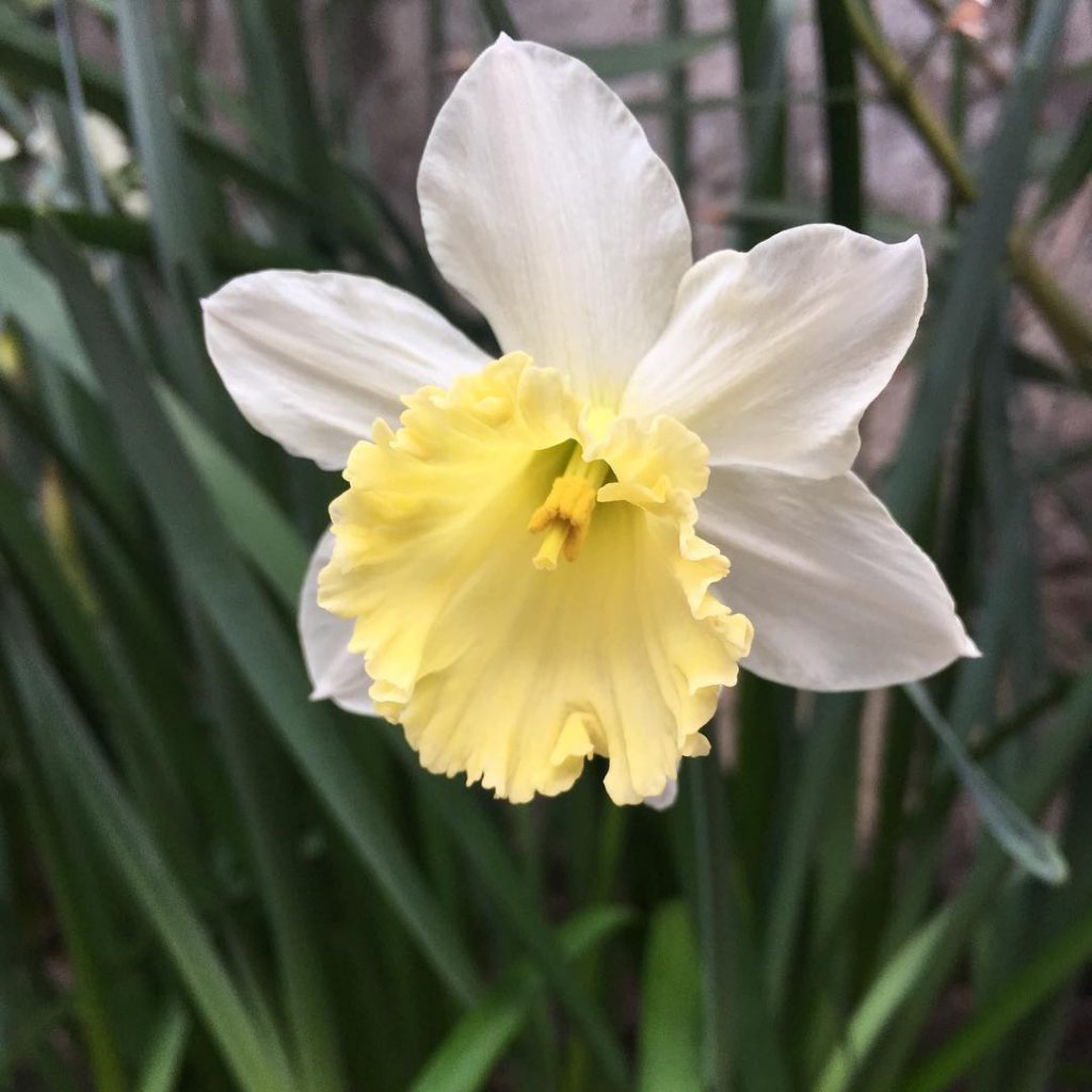 Blooming daffodil