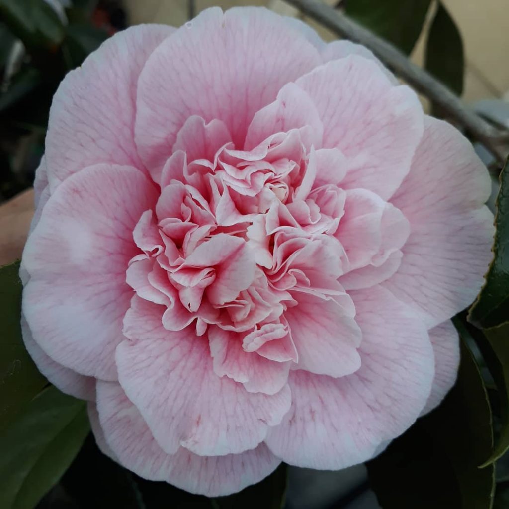 Camellia flower meaning