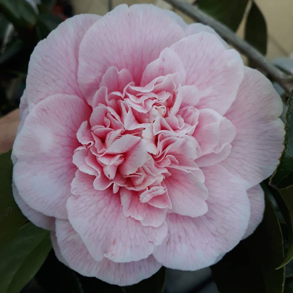 Camellia flower meaning. Learn the symbols and origins of this plant