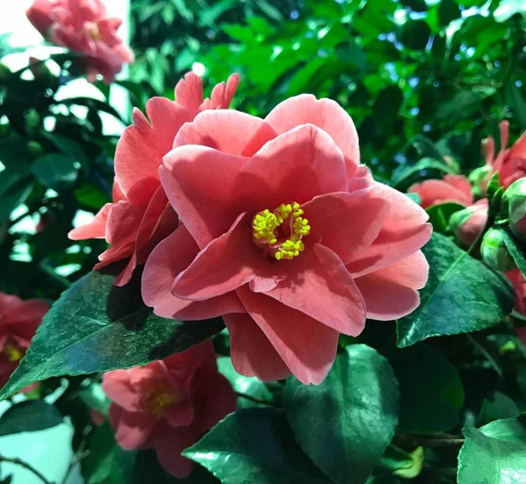 Camellia japonica meaning