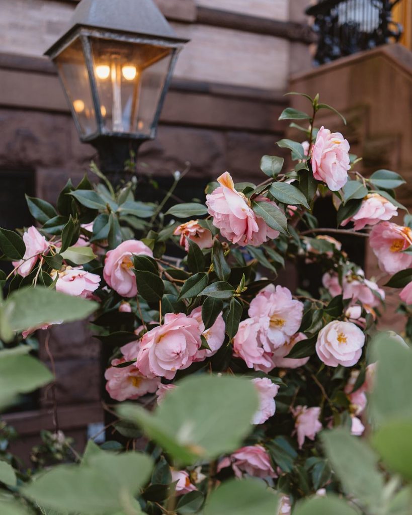 Camellia shrub