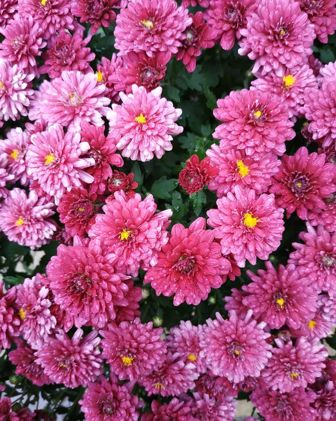Chrysanthemum cluster