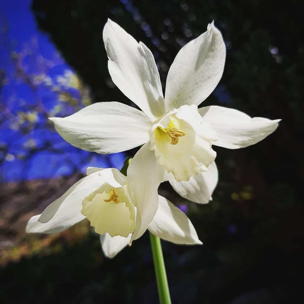 Daffodil meaning