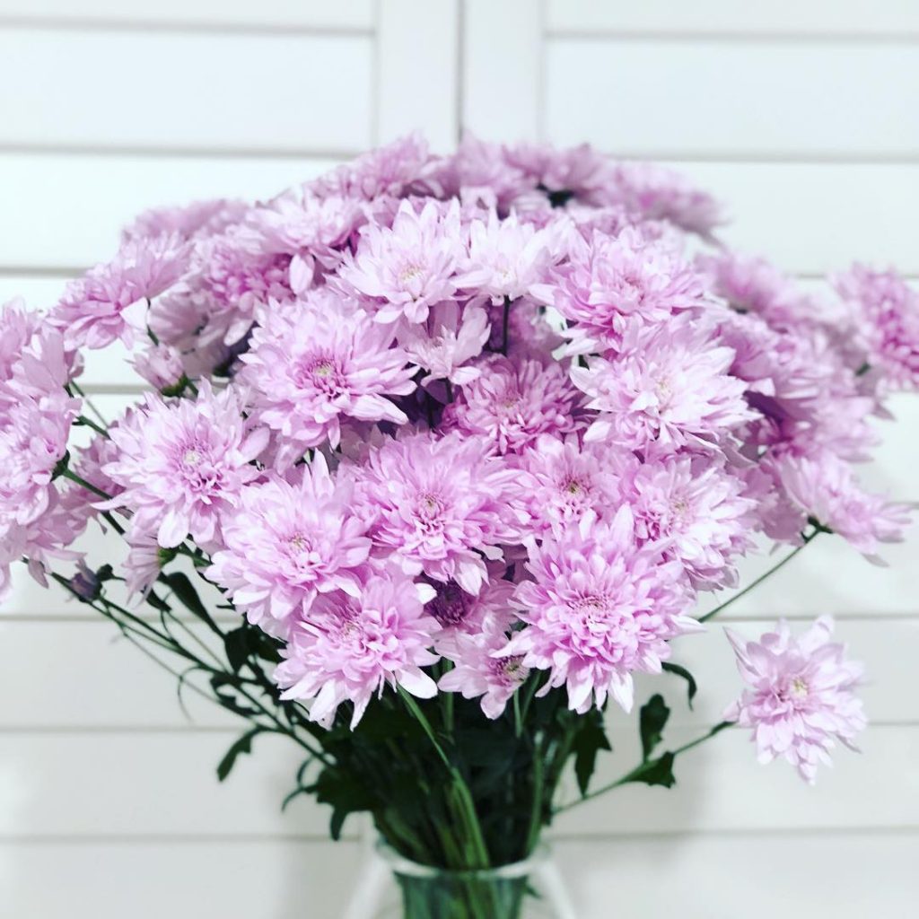 Gorgeous chrysanthemums in vase